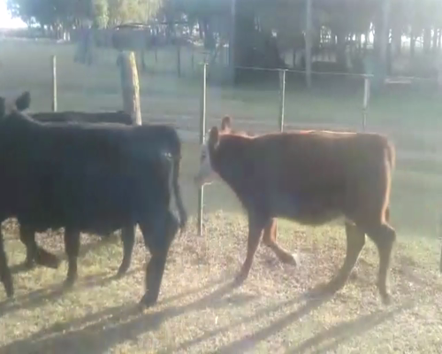 Lote 70 TERNS. MACHOS Y HEMBRAS, EN TRES ARROYOS, PCIA.DE BS. AS.