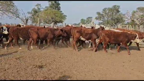 Lote 100 Vaquillonas Braford en San Justo, Santa Fe