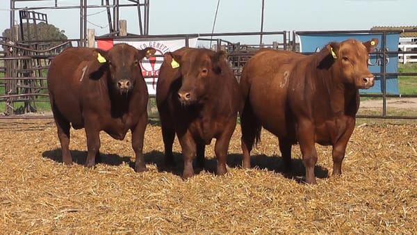 Lote TOROS ANGUS COLORADOS PC