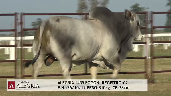 Lote TORO BRAHMAN