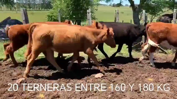 Lote 20 Terneras, Cerro Largo