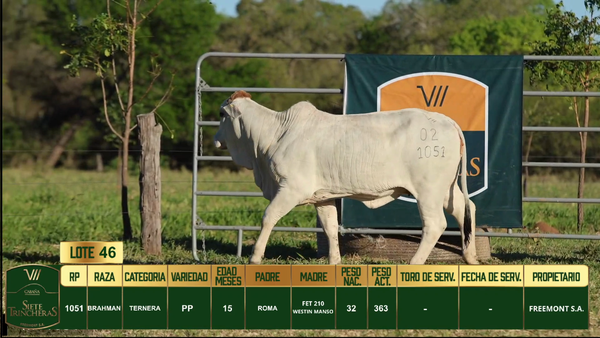Lote LOTE 46