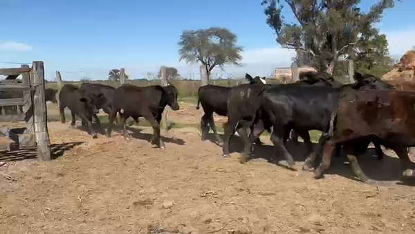Lote 80 Novillitos en Chaco, Santa Sylvina