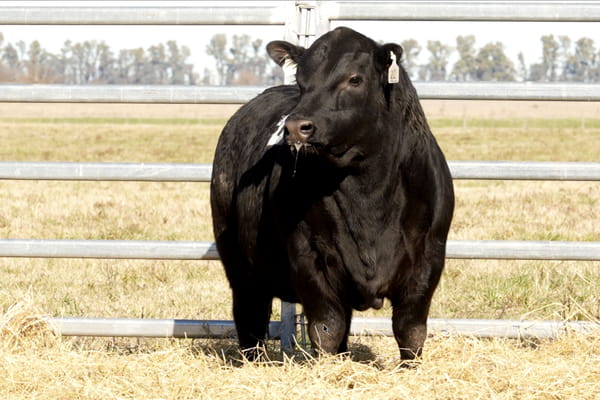 22 — TOROS ANGUS PUROS CONTROLADOS
