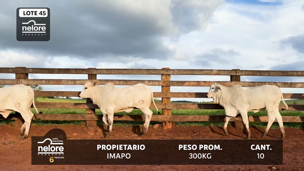 Lote LOTE 45