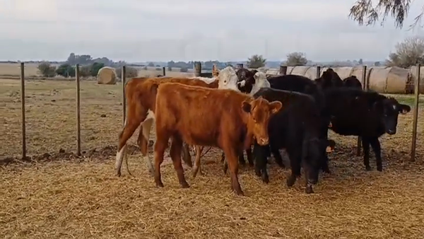 Lote (Vendido)12 Vaquillonas 1 a 2 años AA - HE/ BN 220kg -  en PIEDRA CHATA