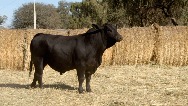 Lote TOROS Remate Nucleo Genbra