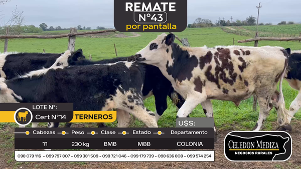 Lote 11 Terneros en Tarariras, Colonia