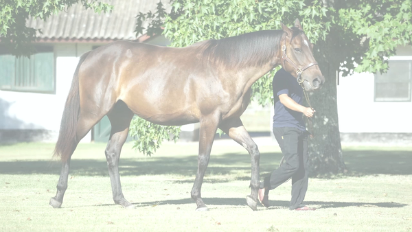 Lote CLARA OSCURA  (LEGION DE HONOR  -   LOST AND FOUND)  Preñez de  VILLAGE KING