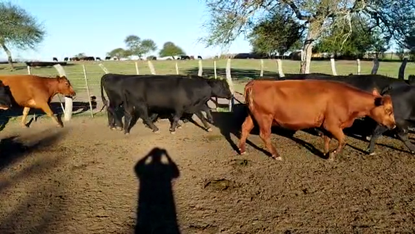 Lote 31 Vacas CUT preñadas en Concepción del Uruguay, Entre Ríos