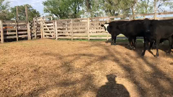 Lote 14 Novillos Cruzas en Nuevo Torino, Santa Fe