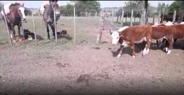 Lote 18 Terneros en San José