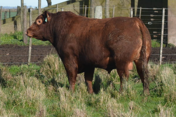 Lote TOROS PP 3 años