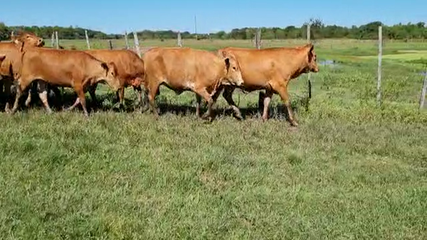 Lote VAQUILAS PREÑADAS