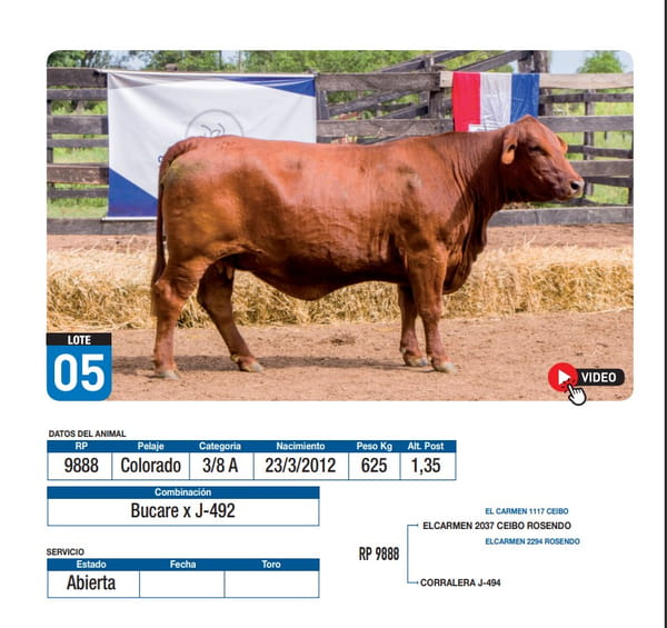 Lote Bucare x J-492