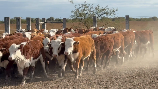 Lote 65 Terneras en Corrientes, Mercedes