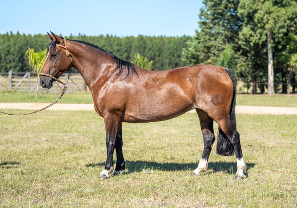 Lote REPÚBLICA SANTA CARMEN