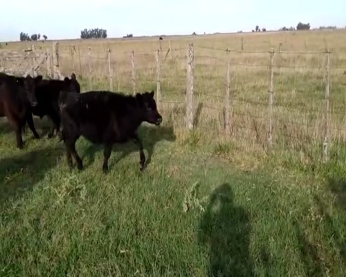 Lote 37 TERNS. MACHOS Y HEMBRAS, EN TANDIL, PCIA. DE BS. AS.