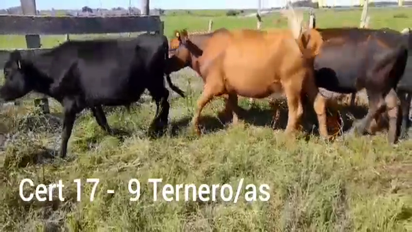 Lote TERNEROS Y TERNERAS