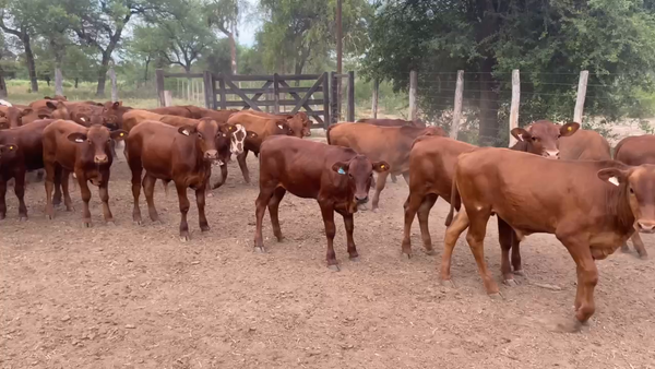 Lote 120 Terneros/as en Laguna Yema, Formosa