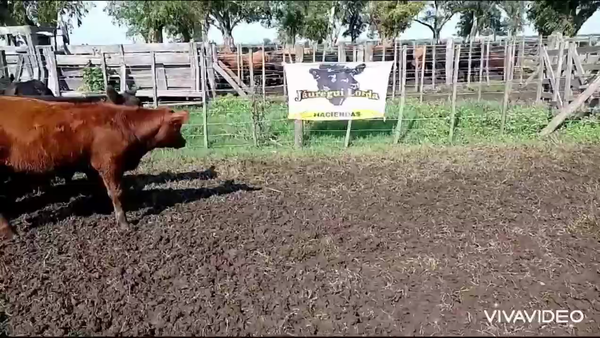Lote 26 Terneros