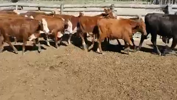 Lote 100 Terneros en Riacho He-He, Formosa
