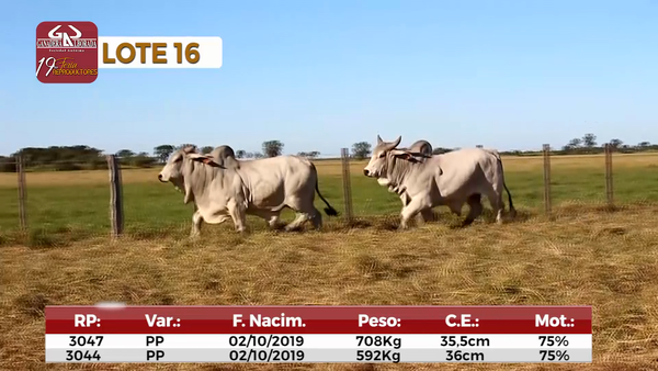 Lote Reproductores de Alborada - Lote 16