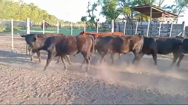 Lote 65 TERNS MACHOS, CURARU, PCIA. DE BS. AS.