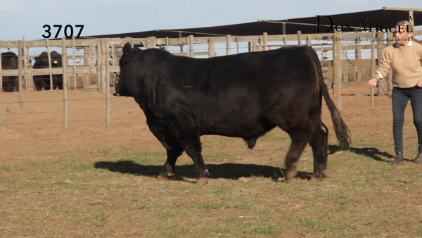 Lote TOROS PUROS DE PEDIGREE