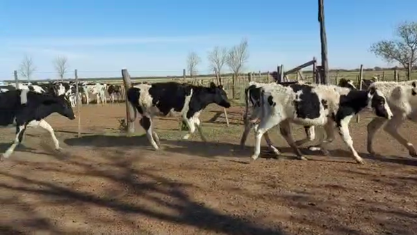 Lote Est. Don Osvaldo - Recria