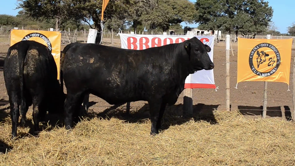 Lote Vaquillonas Brangus - Don Chiquito