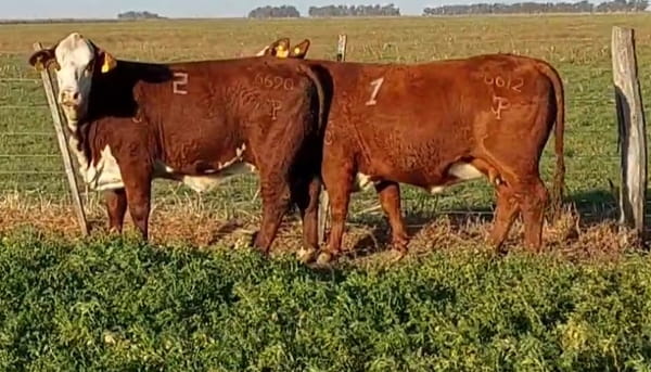 Lote CABAÑA DON JOSE