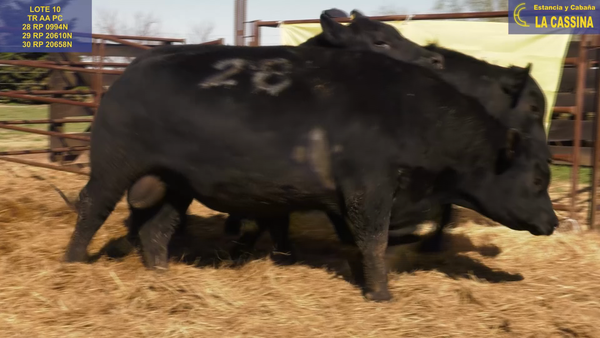 Lote TOROS ANGUS PURO CONTROLADO