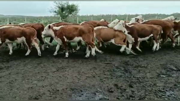 Lote VACAS DE INVERNADA