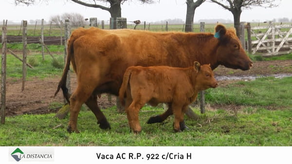 Lote Vaca con Cria