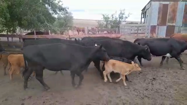 Lote (Vendido)22 Piezas de cría NORMANDO/ LIMANGUS - LIMANGUS en CUFRE