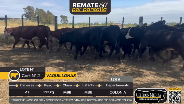 Lote 47 Vaquillonas  en Radial Conchillas, Colonia