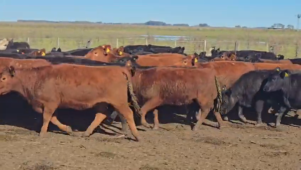 Lote 70 Vaquillonas