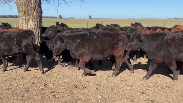 Lote 50 Terneros en Cañuelas, Buenos Aires