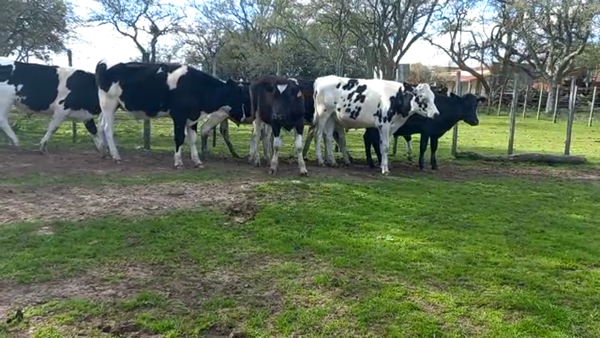 Lote Novillos