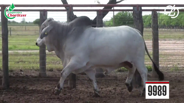 Lote Brahman