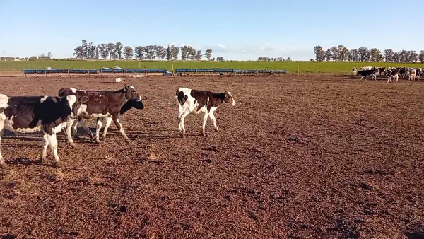 Lote 60 Terneros Holando en La Francia, Córdoba