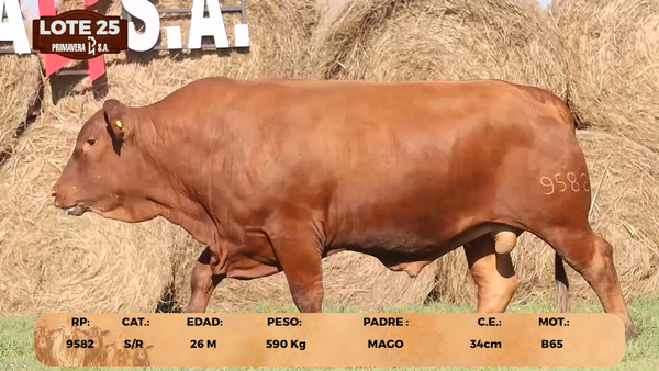 Lote LOTE 25