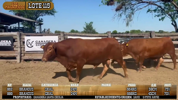 Lote LOTE 115
