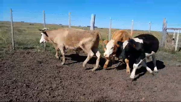 Lote 3 Novillos 1 a 2 años 2 CH,  1 HO 357kg -  en SEQUEIRA. KM 135 DE RUTA 4. 5 KM AL OESTE