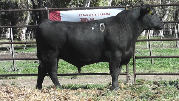 Lote ANGUS PURO CONTROLADO