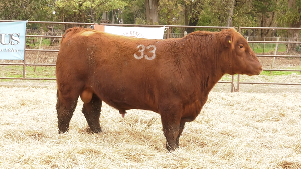 Lote TOROS ANGUS COLORADOS  PC