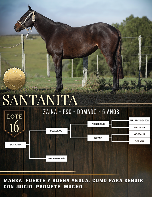 Lote SANTANITA