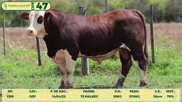 Lote LOTE 47