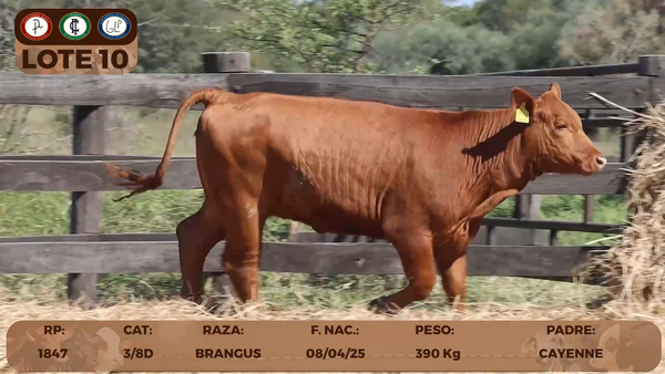 Lote LOTE 10